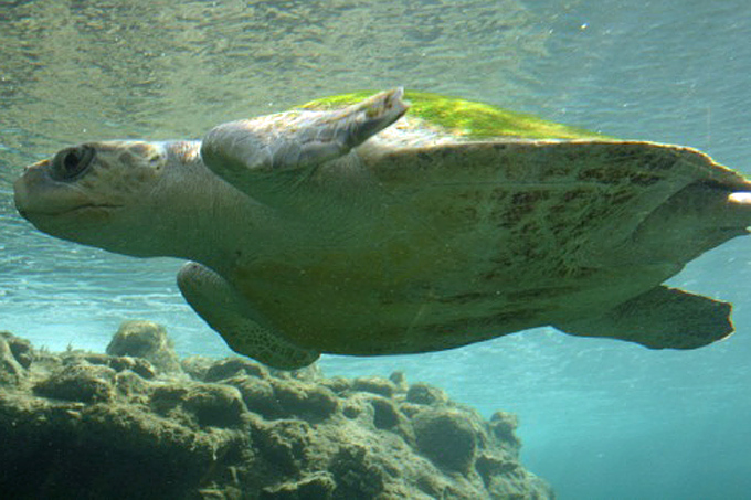 Havskildpadder - kun piger?